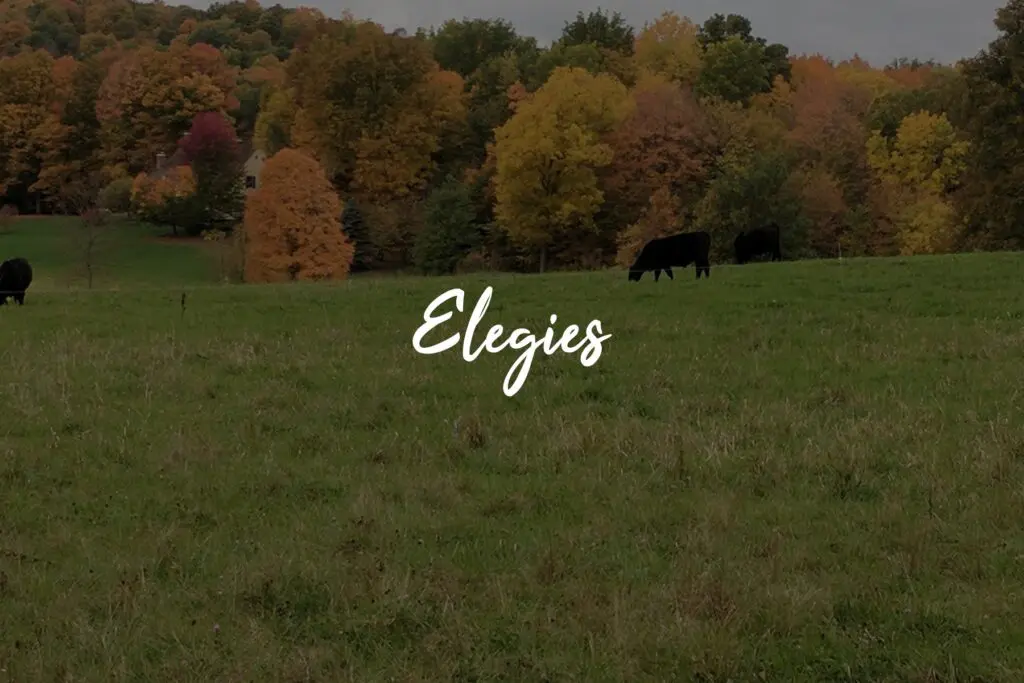 Pastoral landscape with grazing cows, autumn trees.