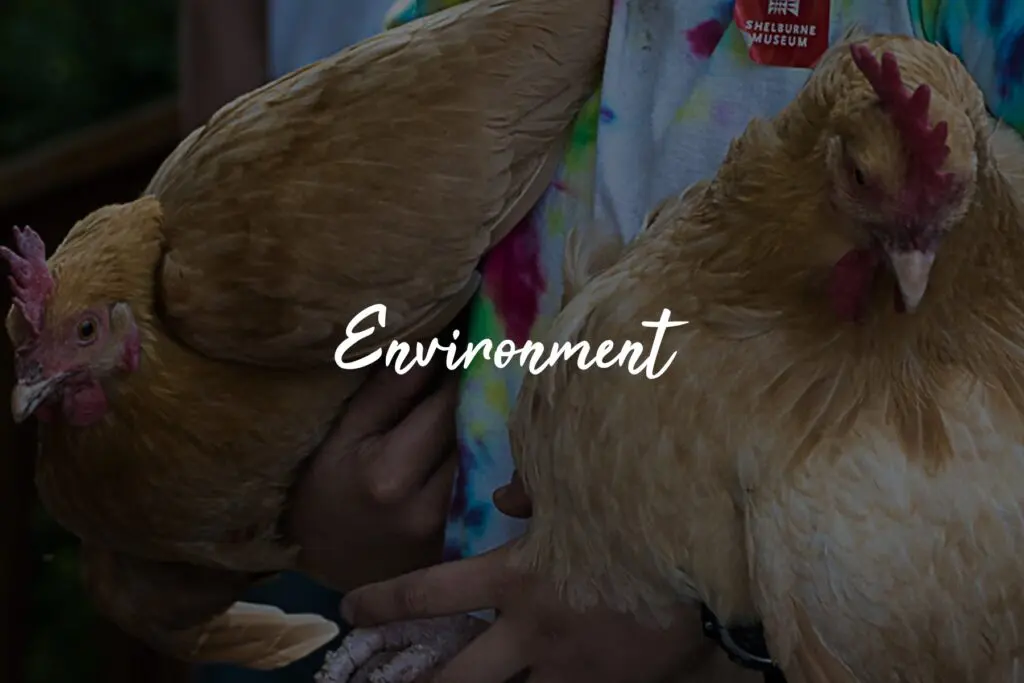 Person holding two brown chickens, "Environment".