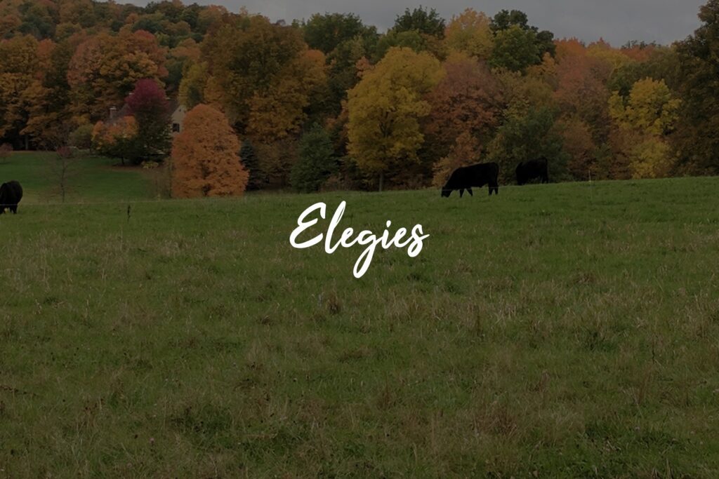 Pastoral landscape with grazing cows, autumn trees.