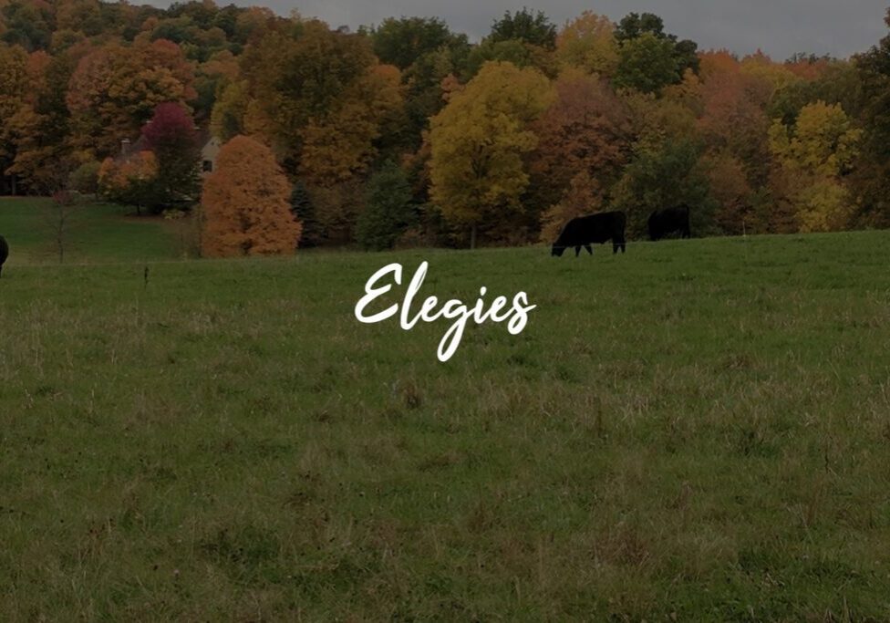 Pastoral landscape with grazing cows, autumn trees. Pastoral landscape with grazing cows, autumn trees.