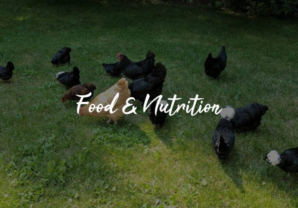 Chickens grazing on grass, "Food & Nutrition".
